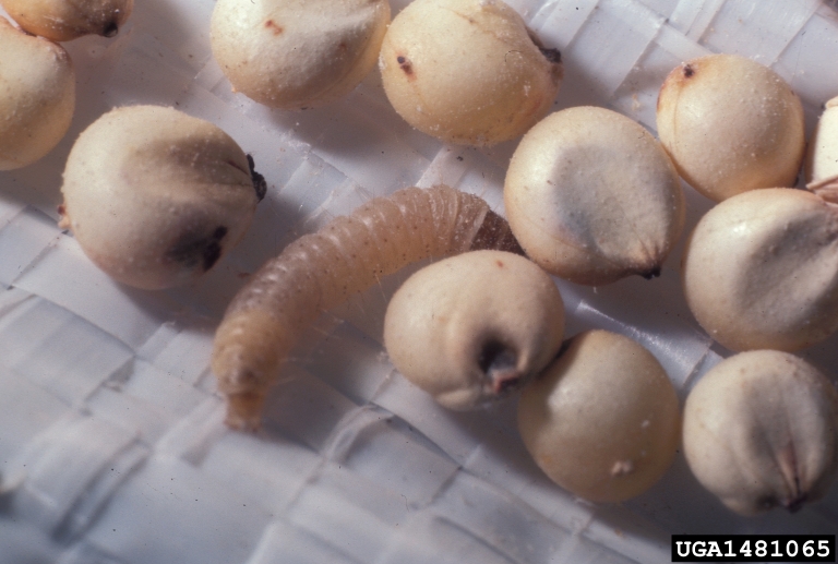 rice moth (Corcyra cephalonica ) on spp. ) 1481065