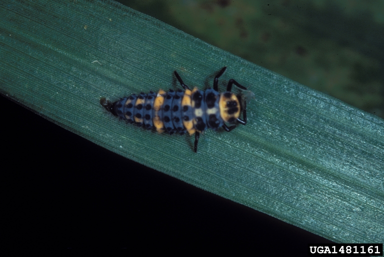 convergent lady beetle (Hippodamia convergens)