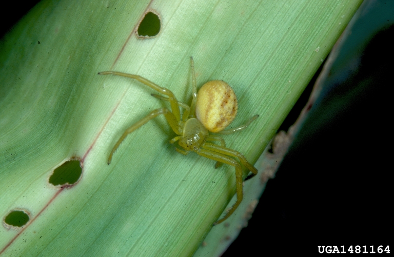 crab spiders (family Thomisidae) (Family Thomisidae)