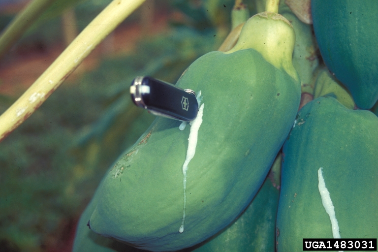 papaya, Carica papaya (Violales Caricaceae) 1483031