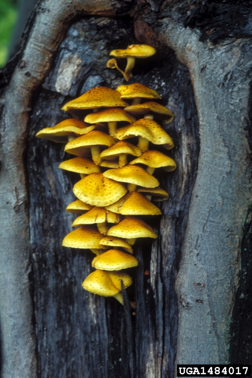 yellow cap fungi (Genus Pholiota)