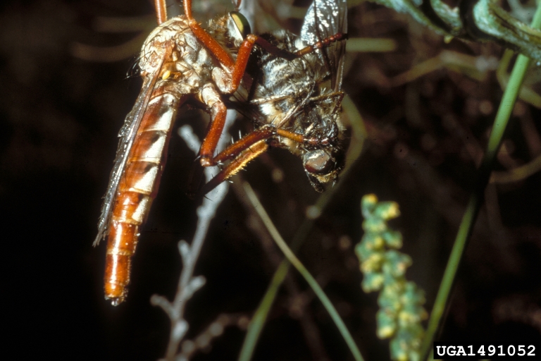 Adult with fly prey