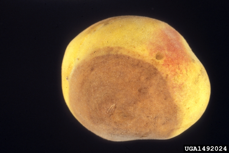gray mold (Botrytis cinerea Pers.:Fr)