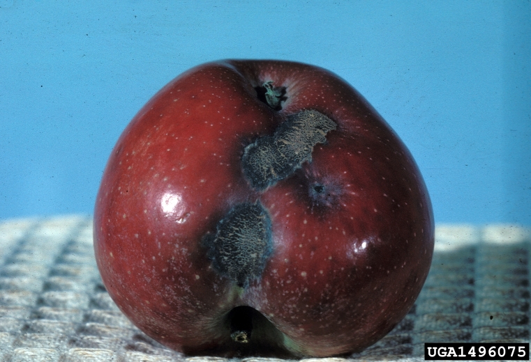 Photo by University of Georgia Plant Pathology , University of Georgia, Bugwood.org 1496075