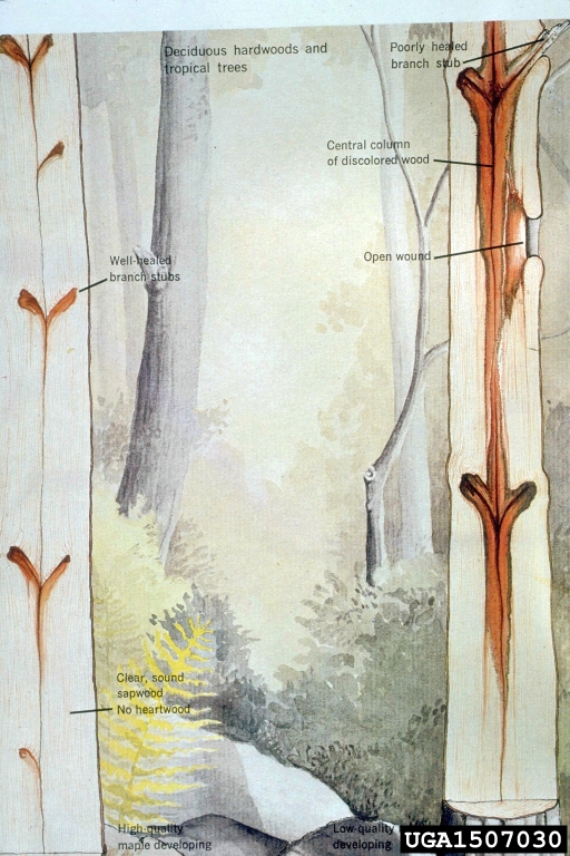 Compartmentalization Of Decay In Trees (CODIT)