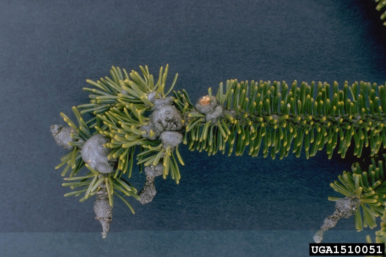 balsam woolly adelgid (Adelges piceae ) on Fraser fir (Abies fraseri