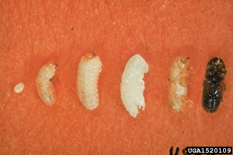 southern pine beetle (Dendroctonus frontalis)