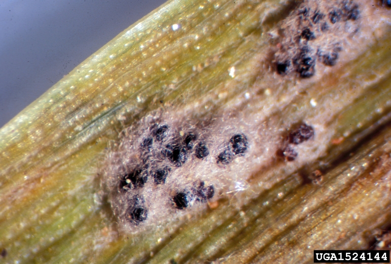 Powdery mildew blumeria graminis dc speer 