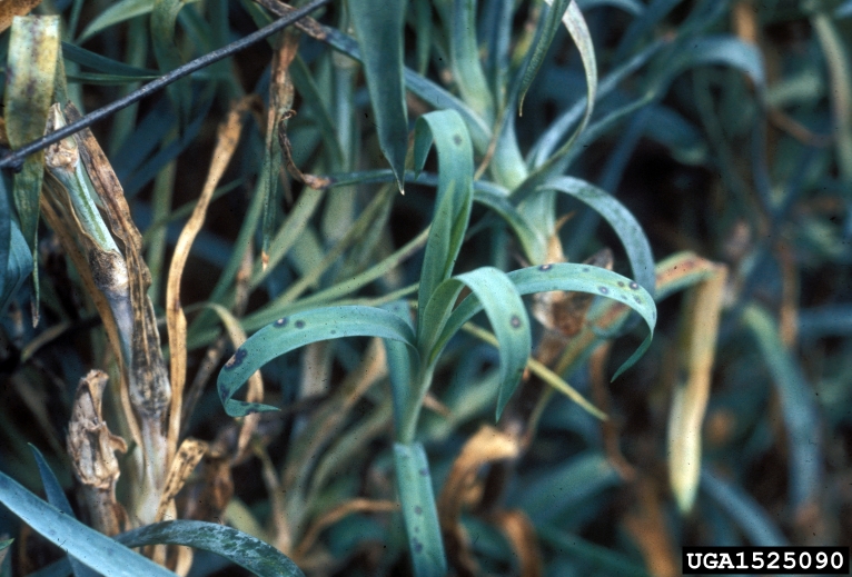 Alternaria blight (Alternaria dianthicola ) on carnation (Dianthus spp