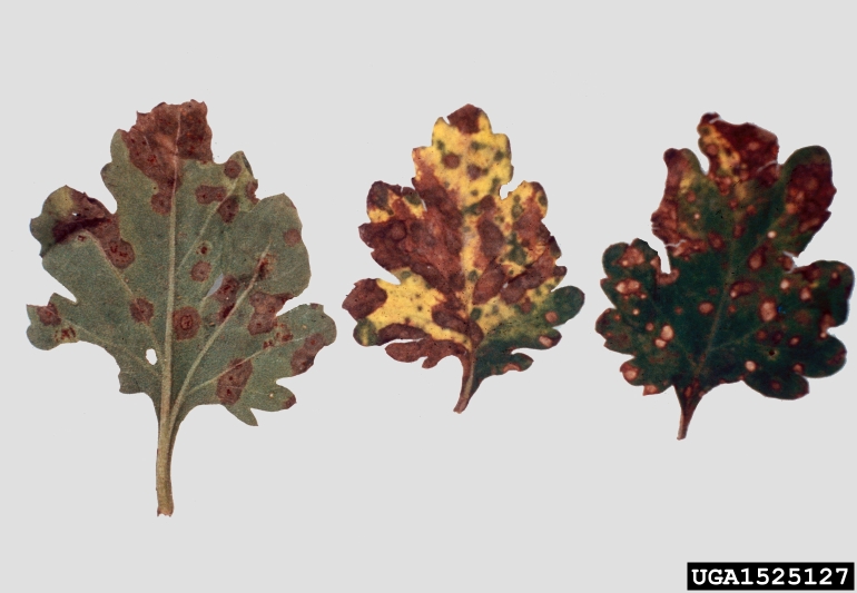 Septoria leaf spot and cankers (Septoria spp. ) on chrysanthemum