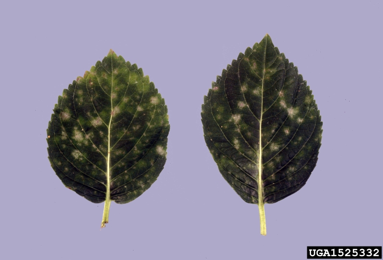 powdery mildew (Erysiphe poeltii ) on hydrangea (Hydrangea spp. ) 1525332