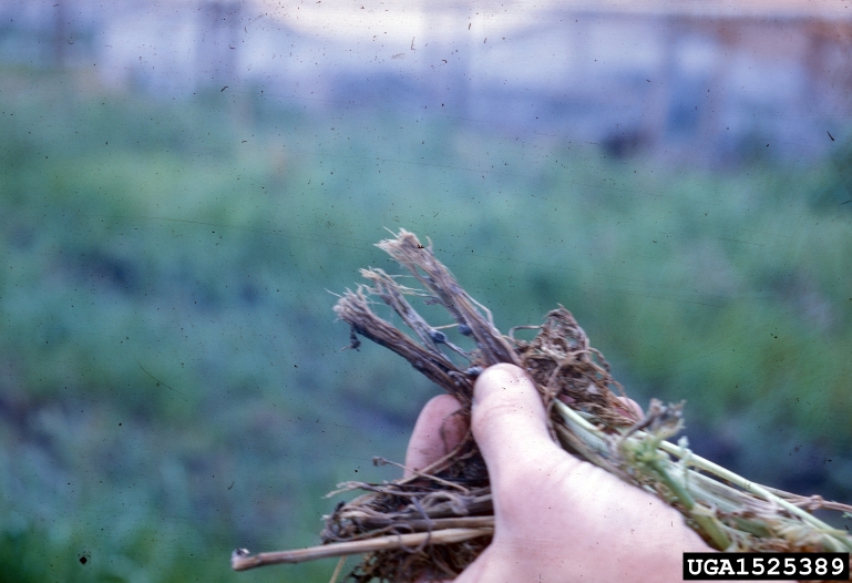 gray mold (Botrytis cinerea Pers.:Fr)