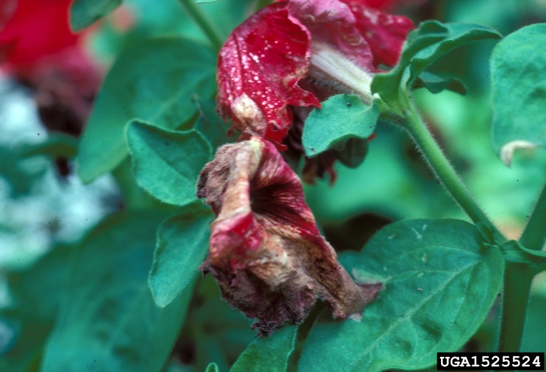 gray molds (Genus Botrytis)