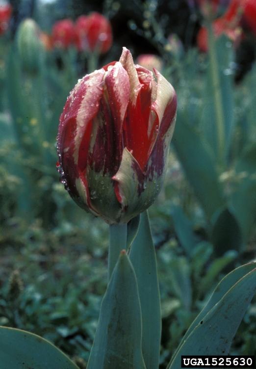 Tulip Breaking Virus (Potyvirus TBV ) on tulip (Tulipa spp. ) 1525630