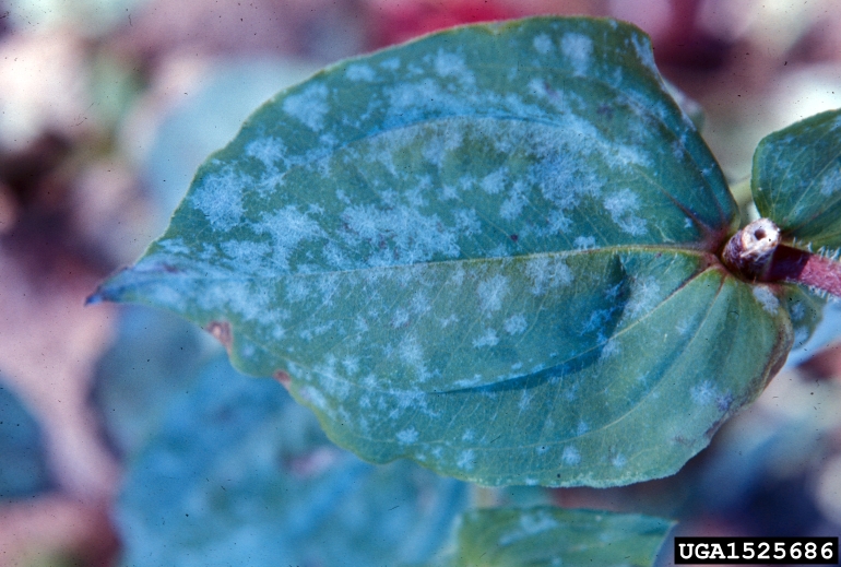 powdery mildew (Genus Erysiphe)