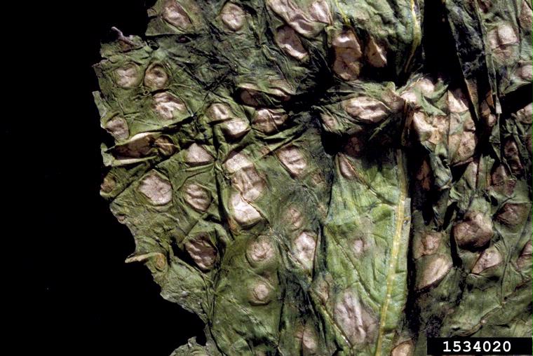 white leaf spot (Cercospora brassicicola)