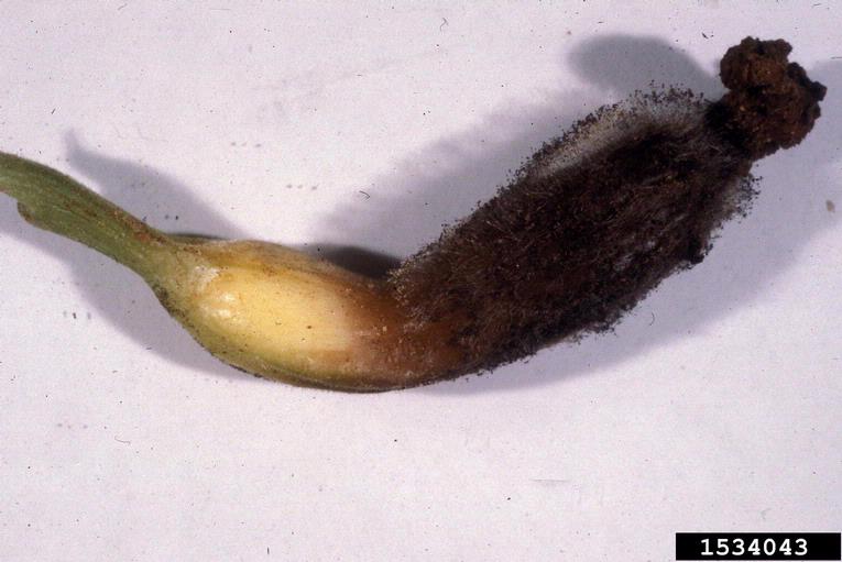 Choanephora fruit rot, Choanephora cucurbitarum (Mucorales