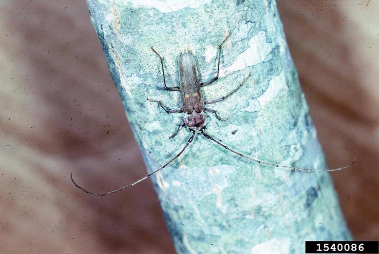 banded hickory borer (Knulliana cincta)