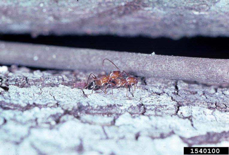 Double-banded Ant-mimicking Cerambycid (Euderces pini (Olivier, 1795))