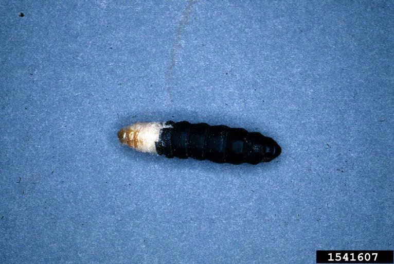 bagworms (Family Psychidae)