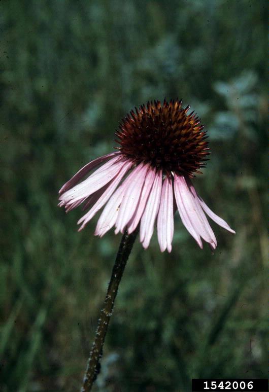 coneflowers (Genus Echinacea)