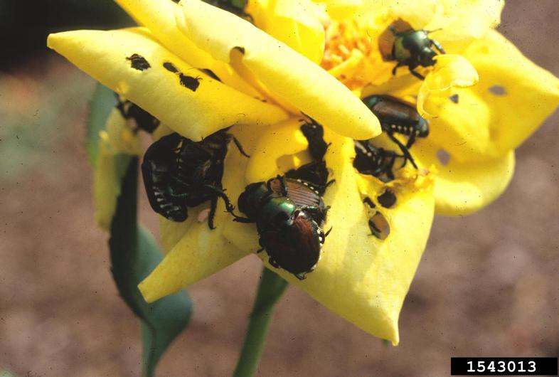 Japanese beetle (Popillia japonica)