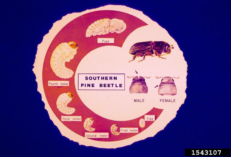 southern pine beetle (Dendroctonus frontalis)