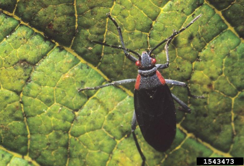 Goldenrain Tree Bug