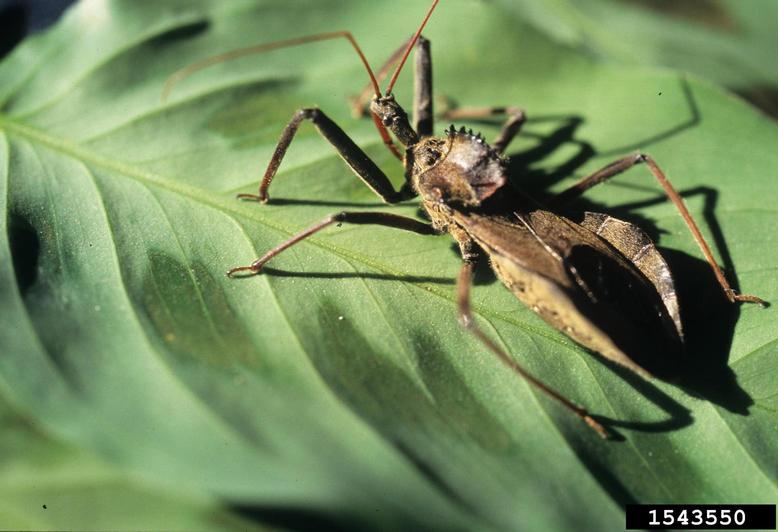 wheel bug (Arilus cristatus)