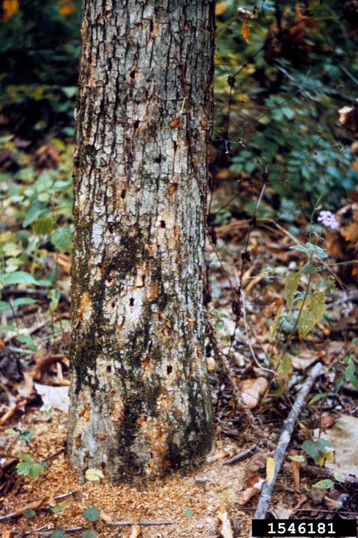 white oak borer (Goes tigrinus)