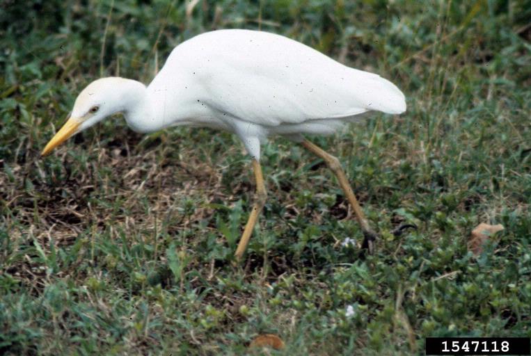 cattle egret (Bubulcus ibis)