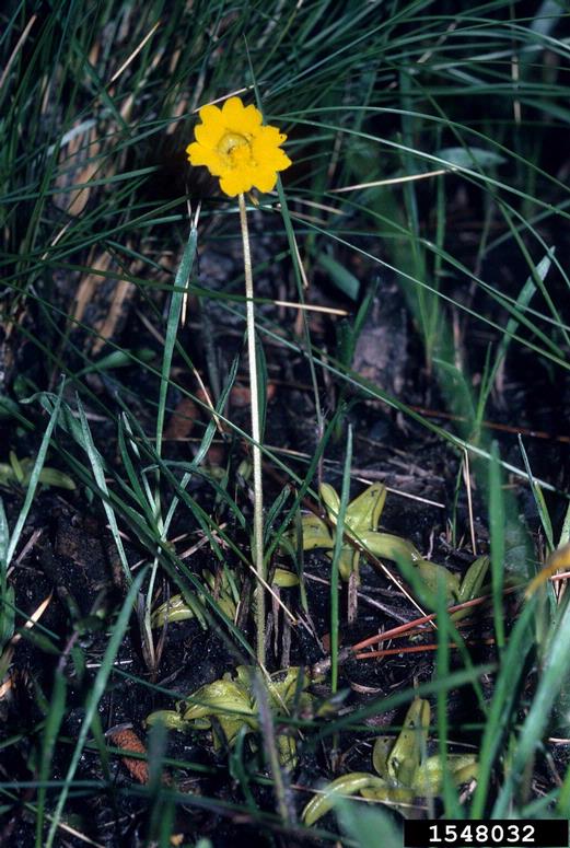 yellow butterwort (Pinguicula lutea)