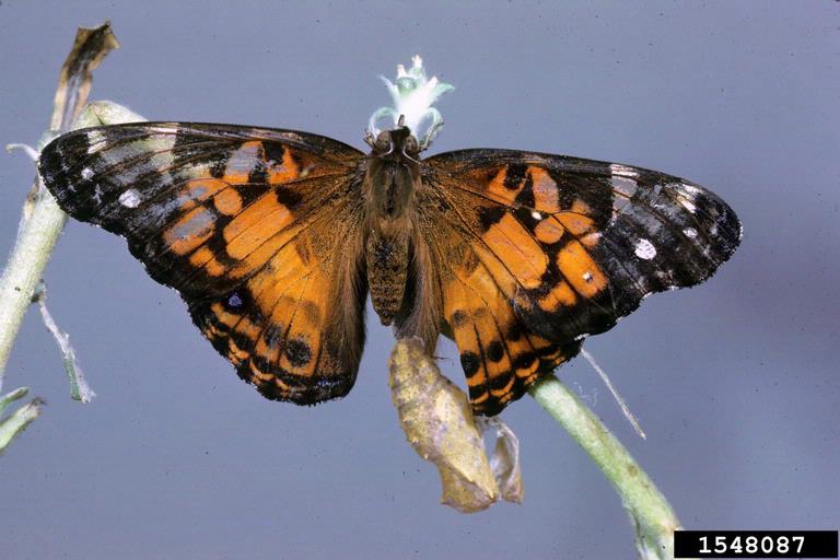 American lady (Vanessa virginiensis)