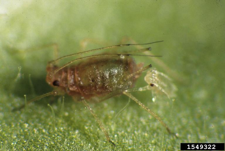 tobacco aphid tobacco aphid (Myzus persicae nicotianae Blackman, 1987)