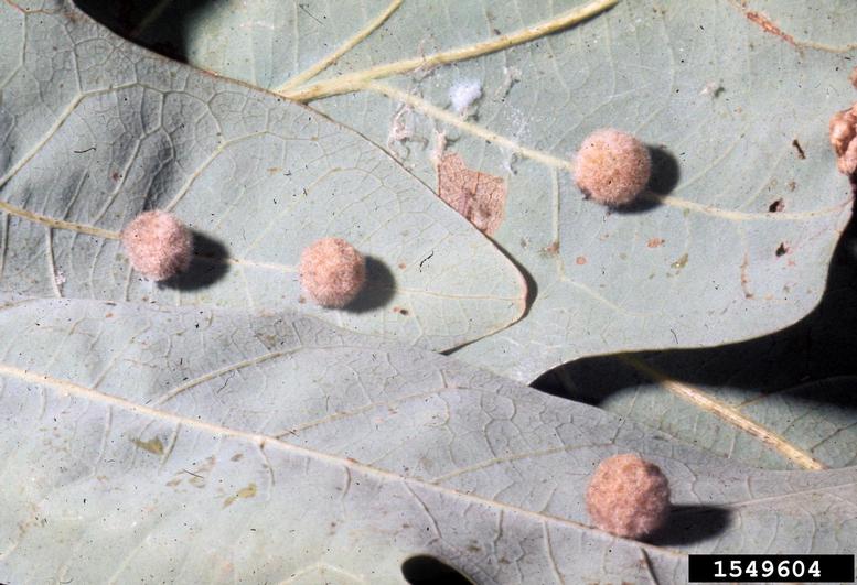 oak galls (general)