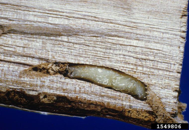 bronze birch borer (Agrilus anxius)