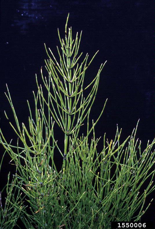 field horsetail (Equisetum arvense)