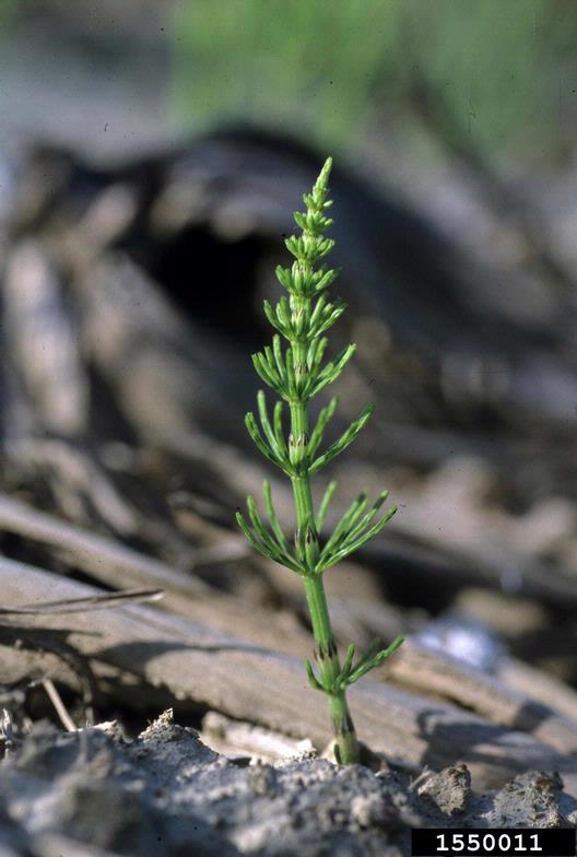 field horsetail, Equisetum arvense (Equisetales Equisetaceae) 1550011
