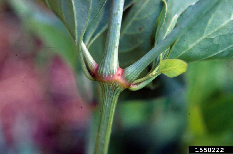 wild fouro'clock (Mirabilis nyctaginea)