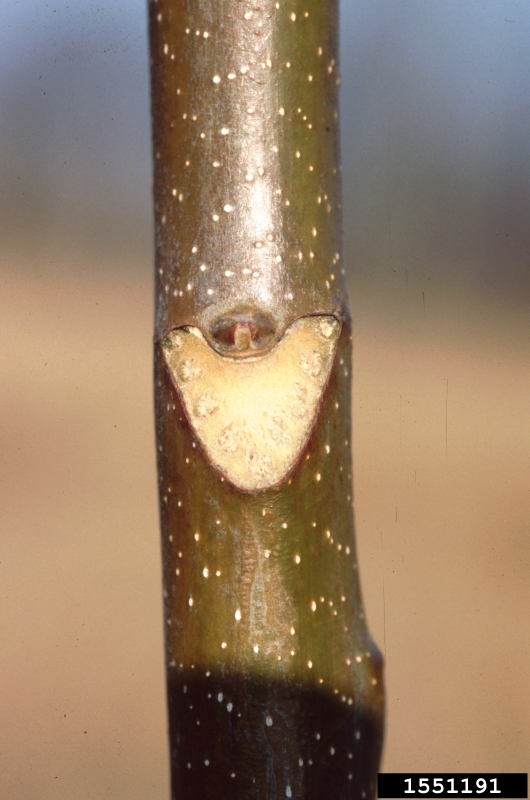 treeofheaven (Ailanthus altissima)