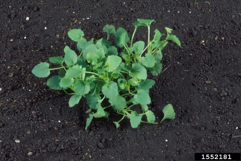 field violet (Viola arvensis)