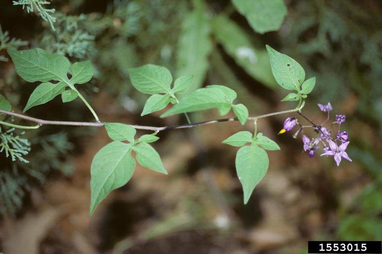 bittersweet nightshade (Solanum dulcamara)