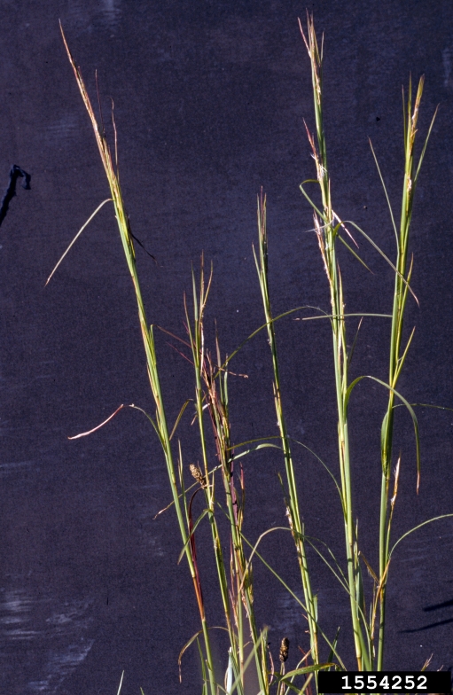 broomsedge bluestem (Andropogon virginicus)