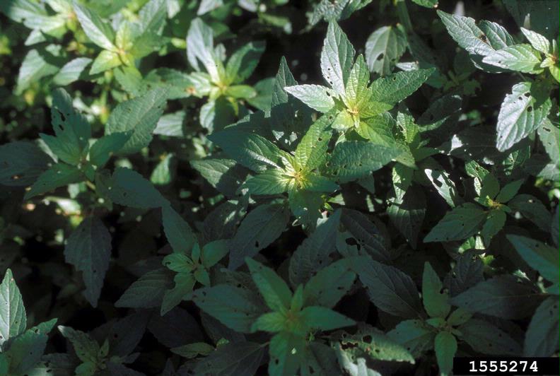 Virginia copperleaf (Acalypha virginica)