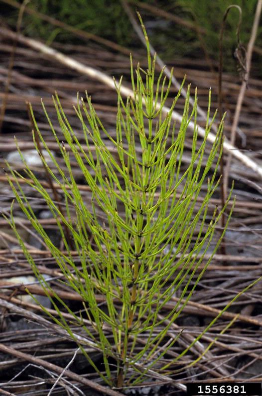 field horsetail (Equisetum arvense)