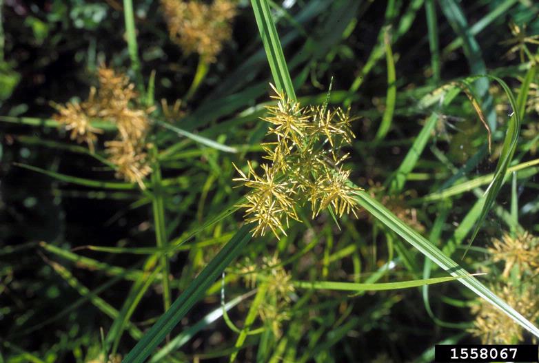 yellow nutsedge (Cyperus esculentus)