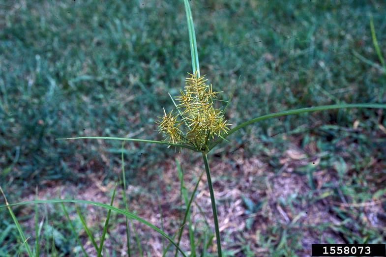 yellow nutsedge (Cyperus esculentus)