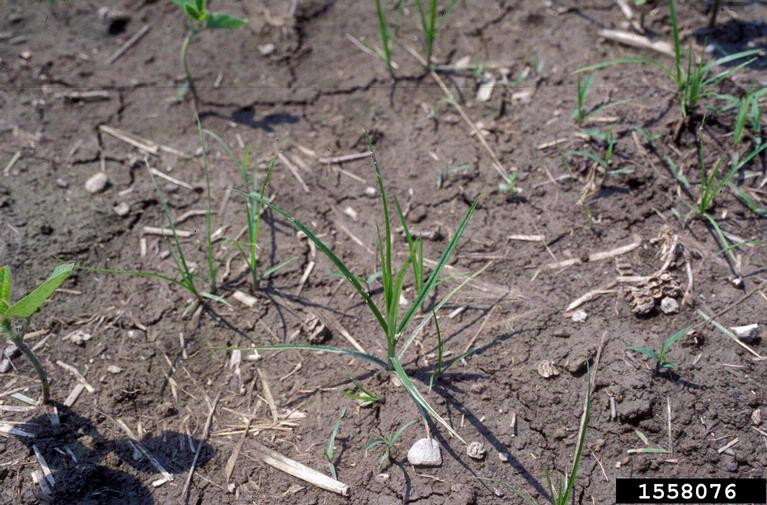 yellow nutsedge (Cyperus esculentus)