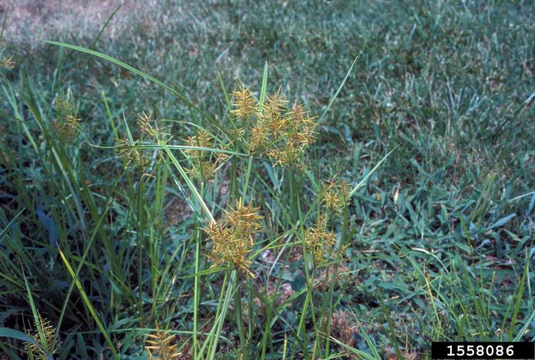 yellow nutsedge (Cyperus esculentus)