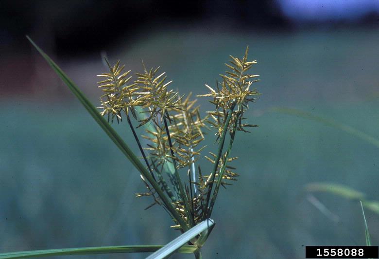 yellow nutsedge (Cyperus esculentus)